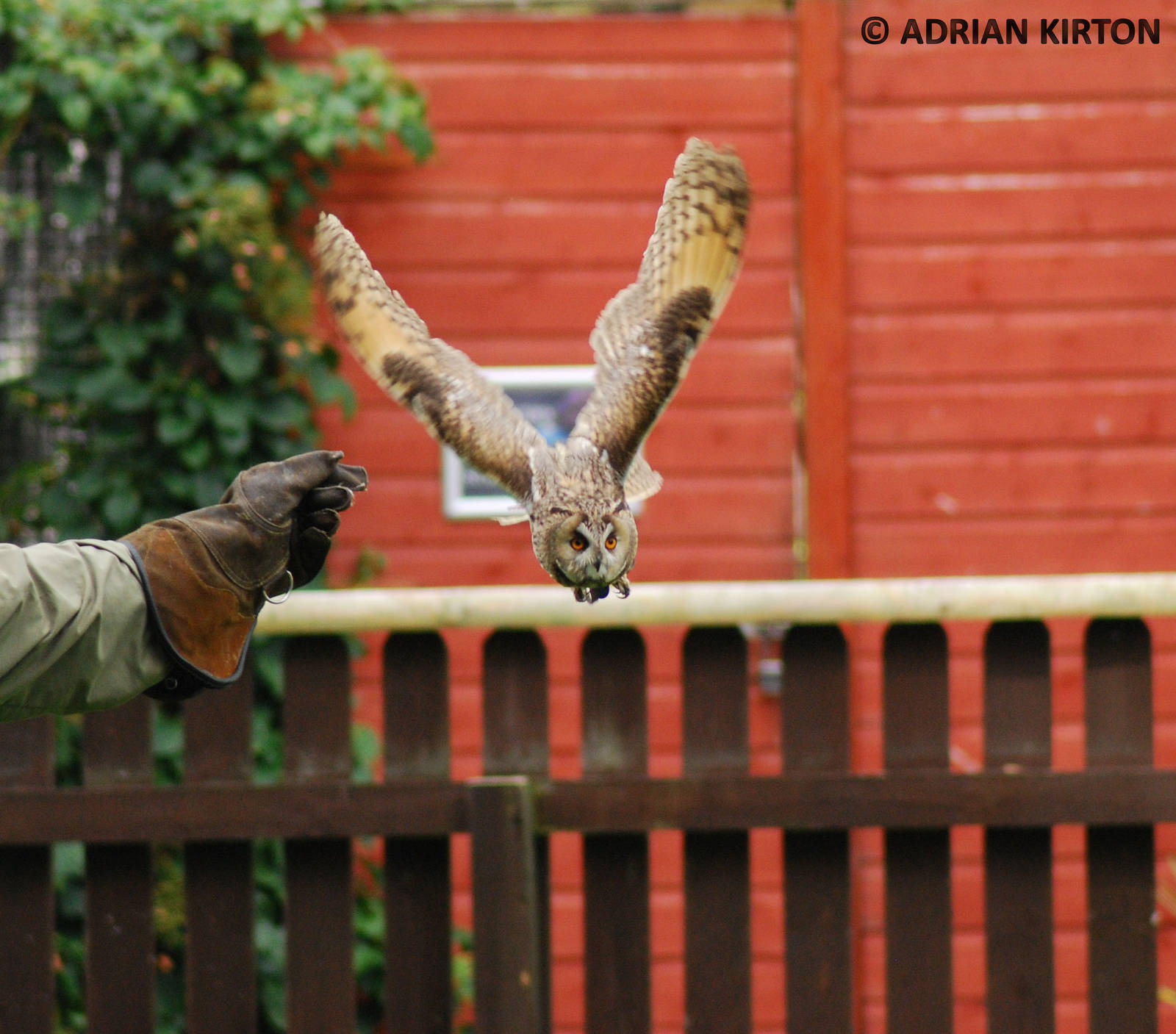 LONG EARED OWL