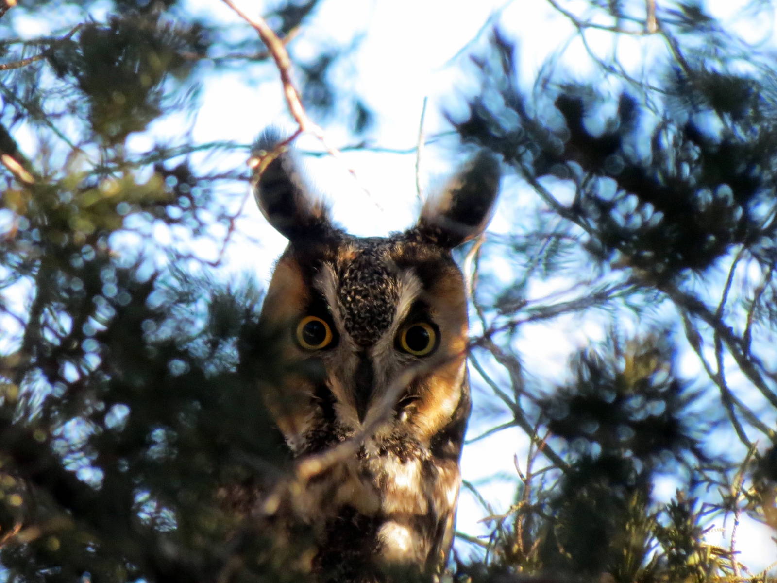 Long-eared Owl