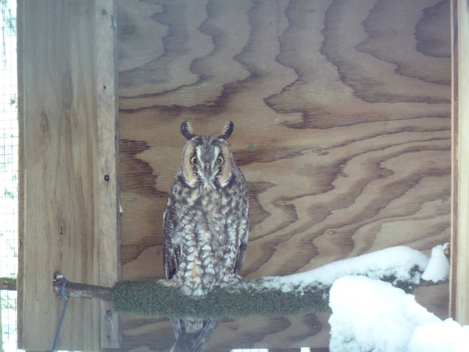 Long-Eared Owl