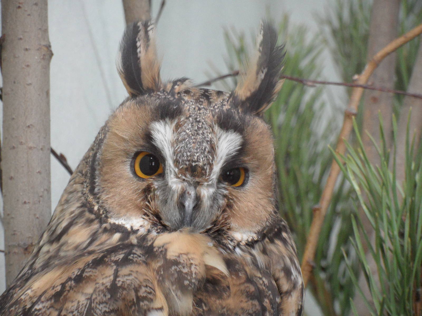 Long-eared owl