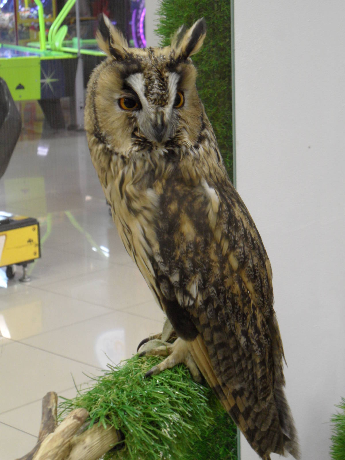 Long-eared owl