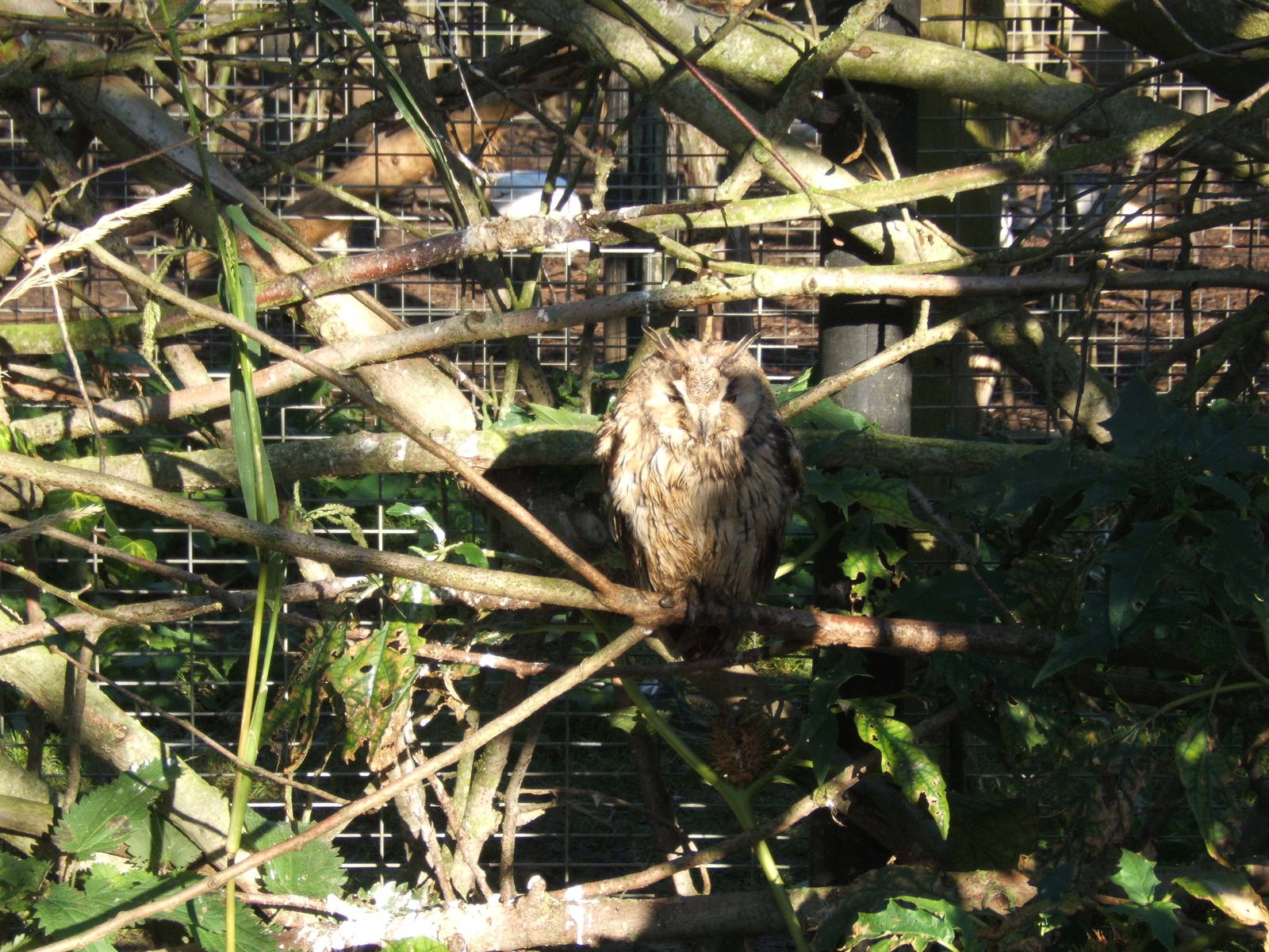 Long-eared Owl