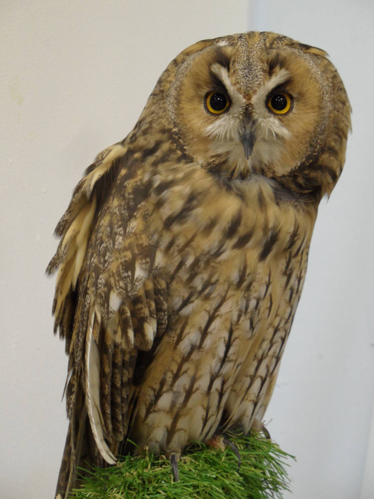 Long-eared owl