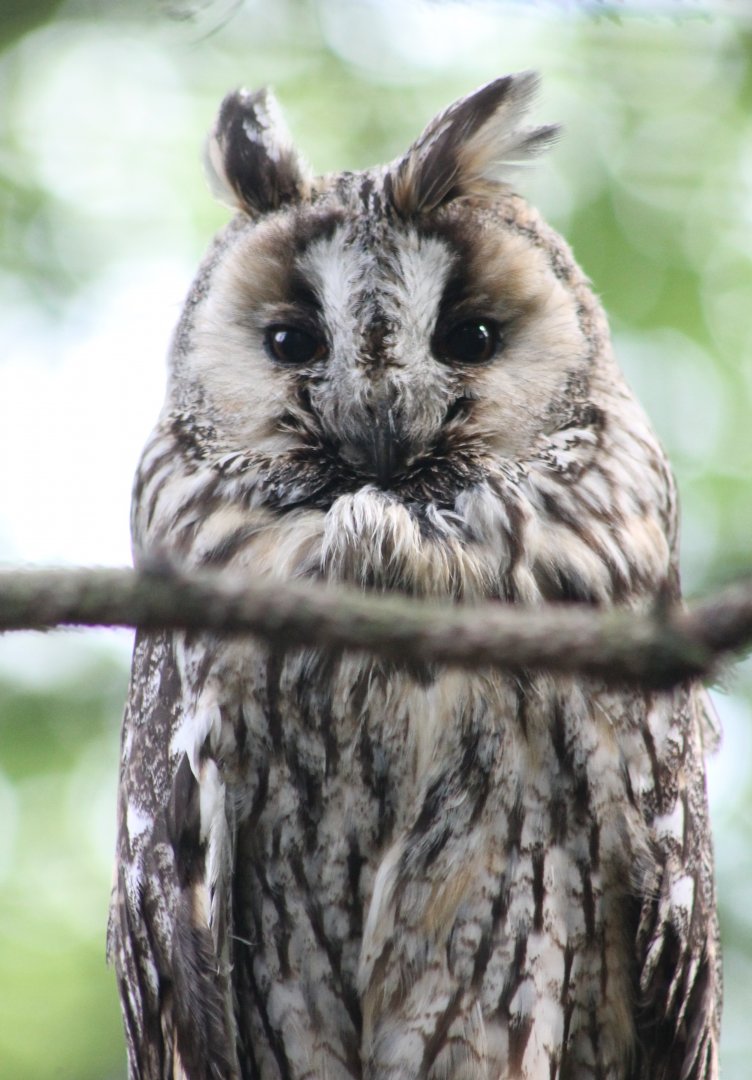 Long-eared owl