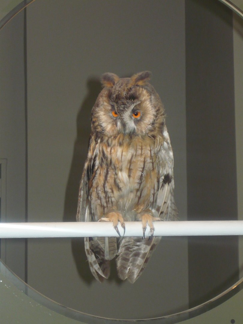 Long-eared owl