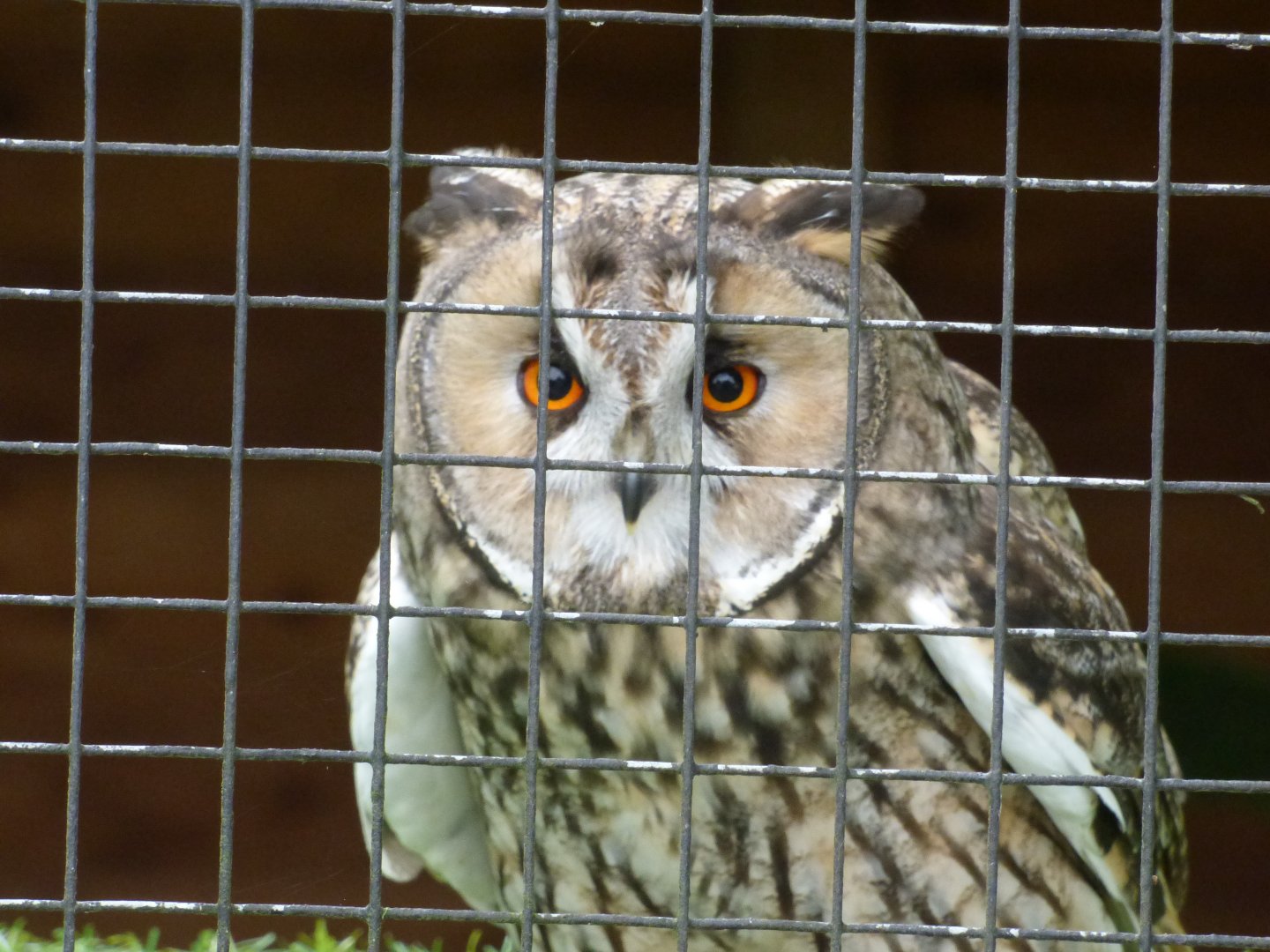 Long-eared Owl