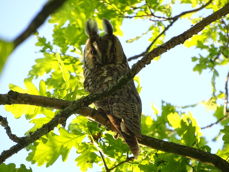 Long-eared owl