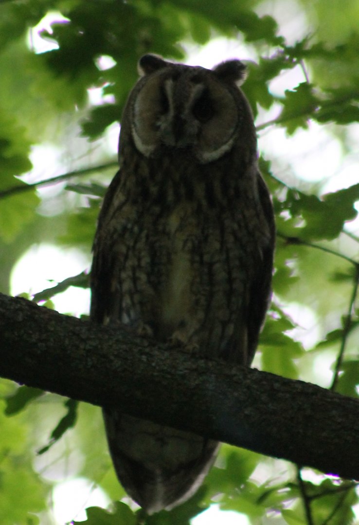 Long-eared owl