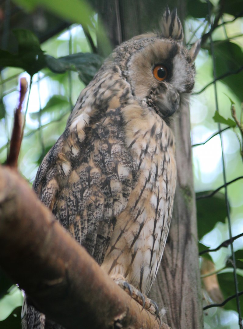 Long-eared owl