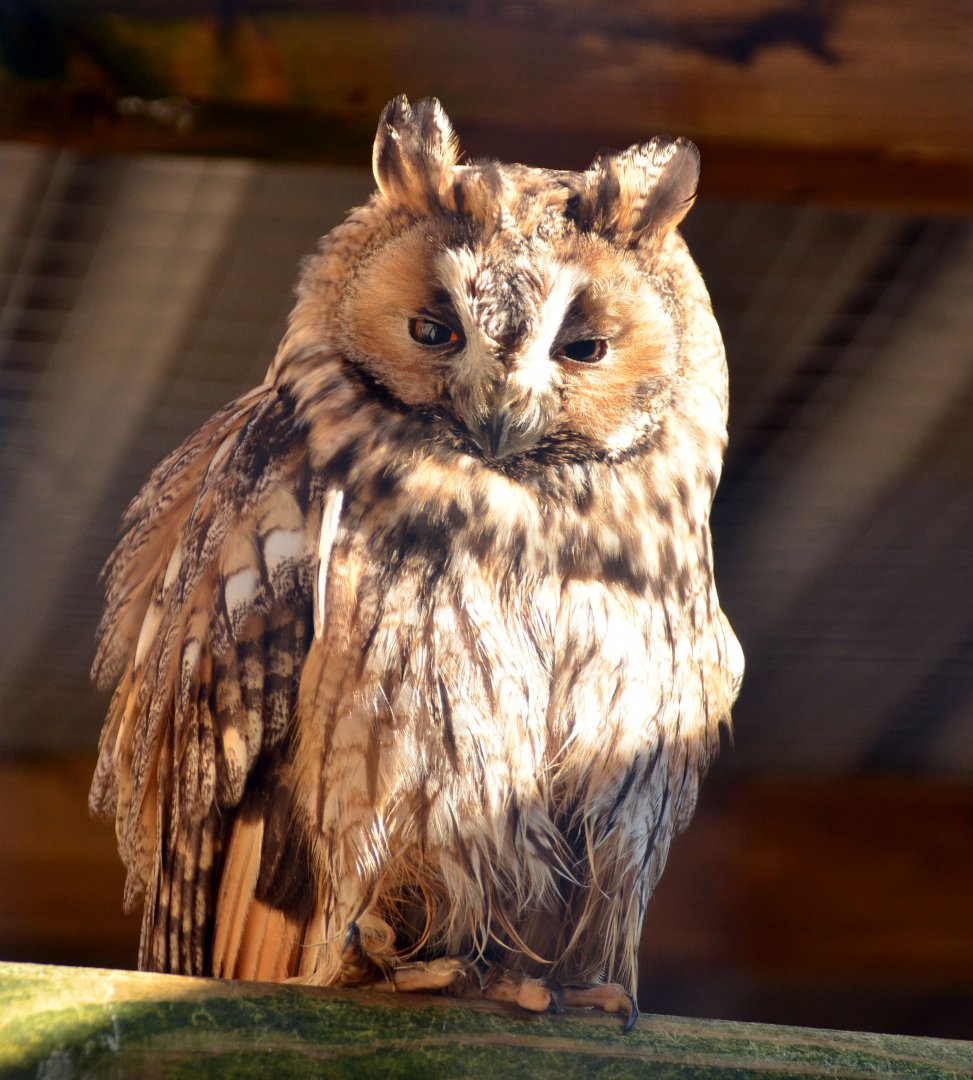 Long eared owl