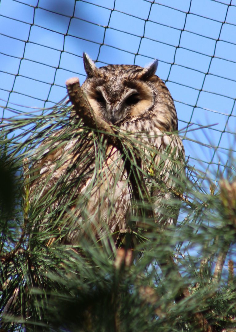 Long-eared owl