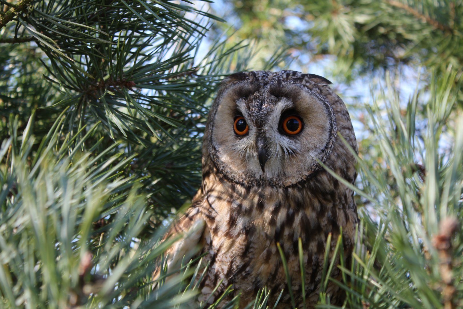 Long-Eared Owl