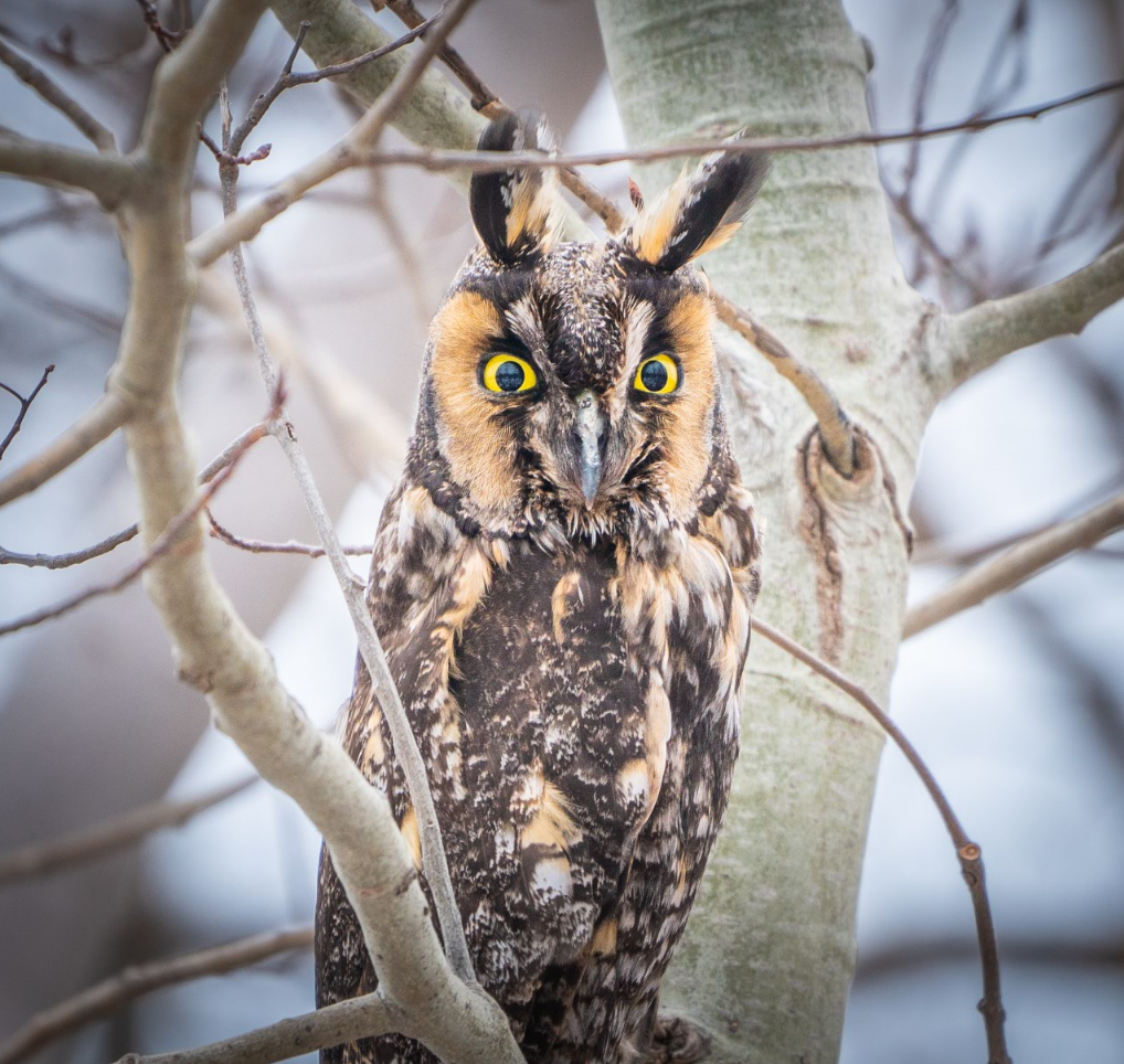 Long-eared Owl