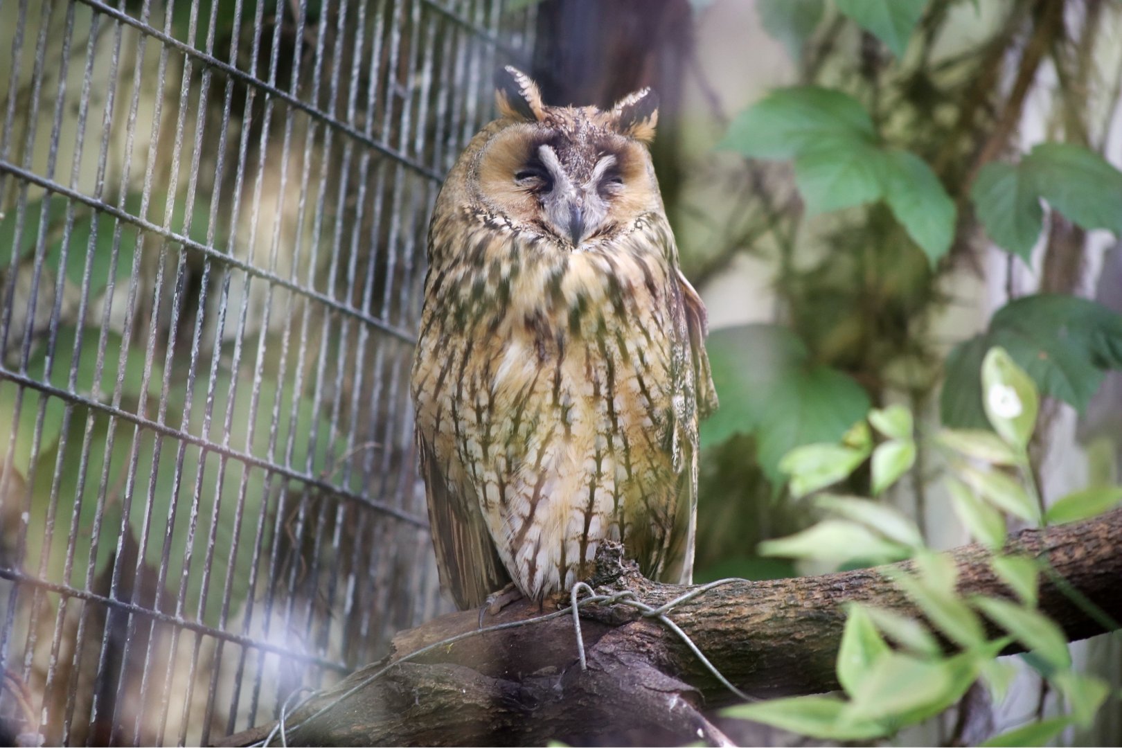 Long-eared Owl
