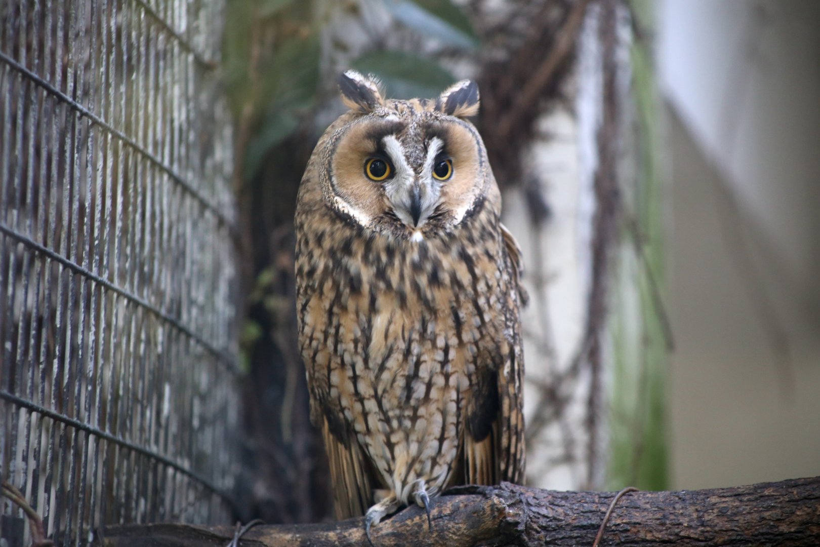 Long-eared Owl
