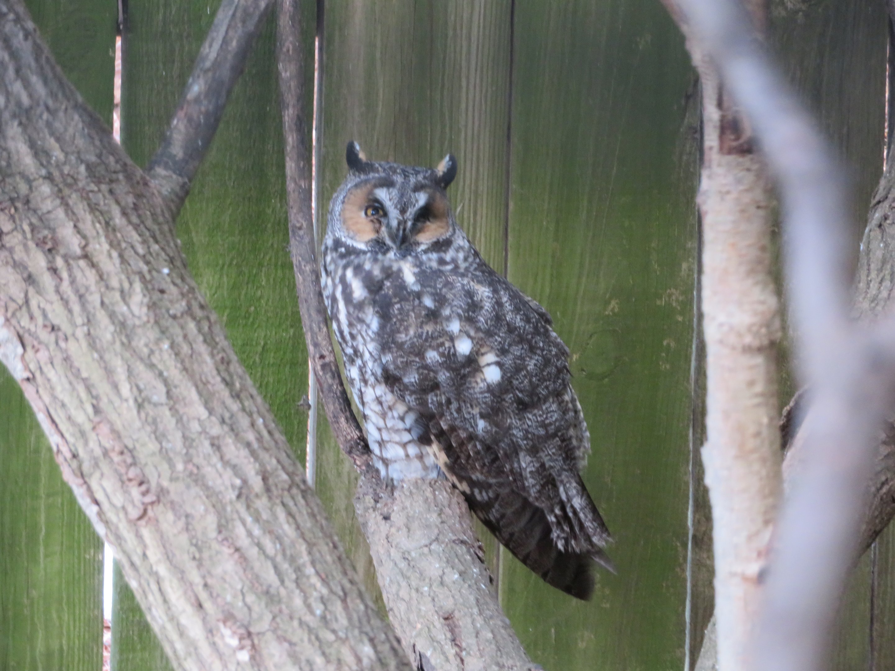 Long-eared Owl
