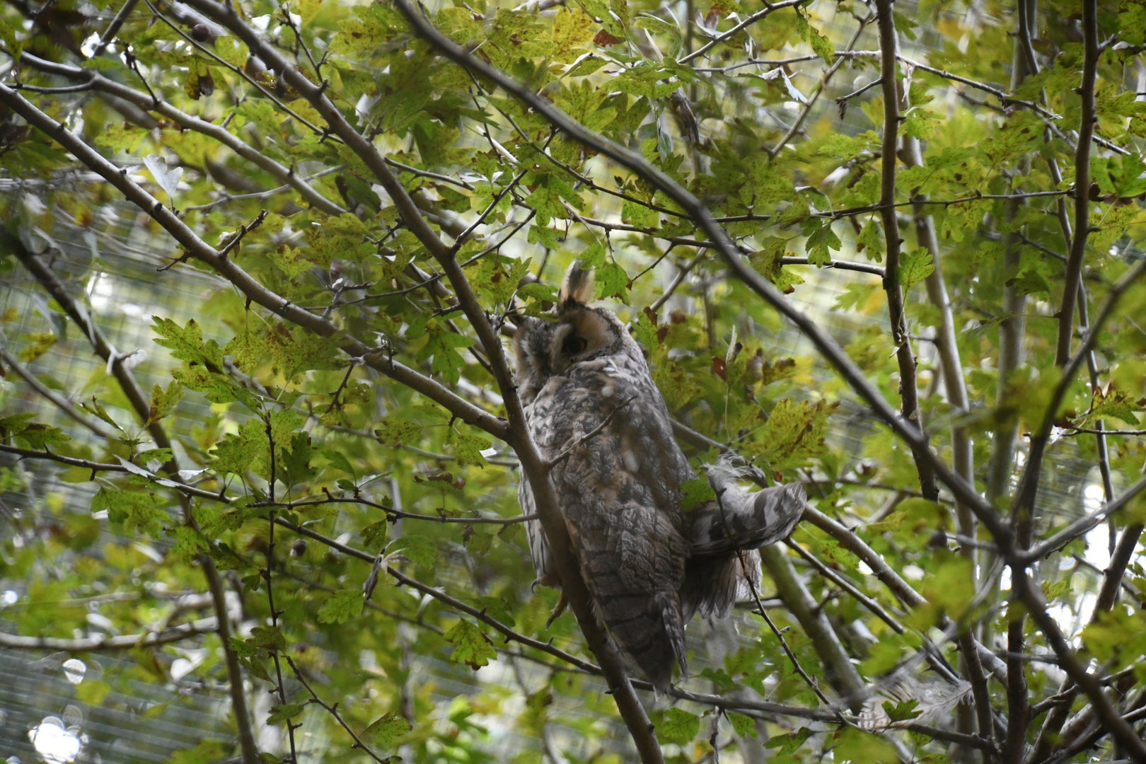 Long-eared Owl