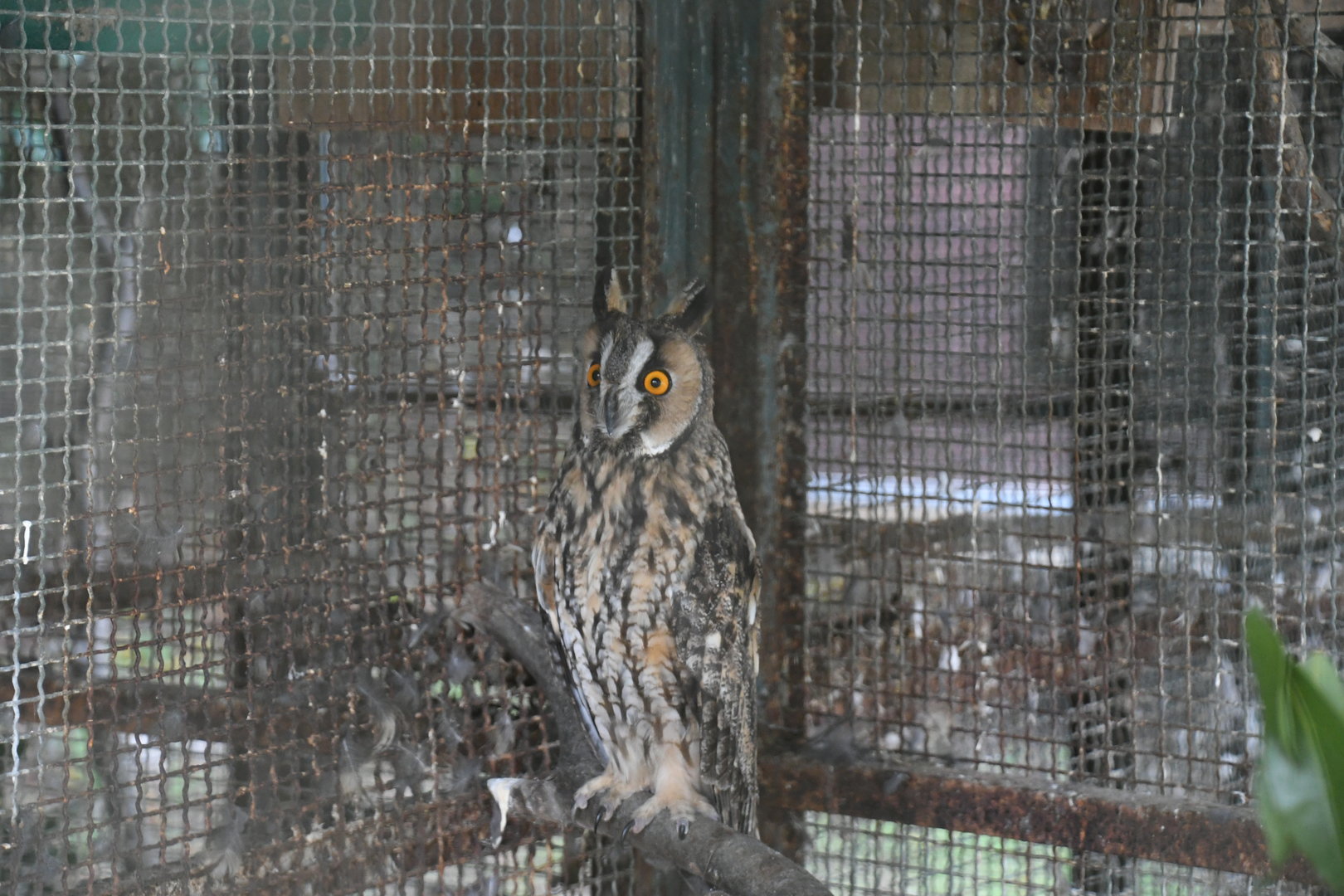 Long-eared Owl