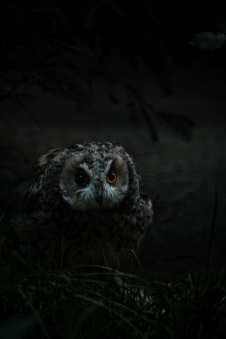 Long-eared Owl