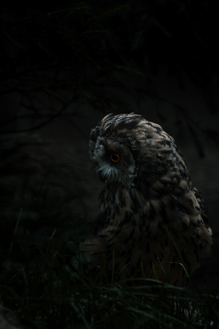 Long-eared Owl