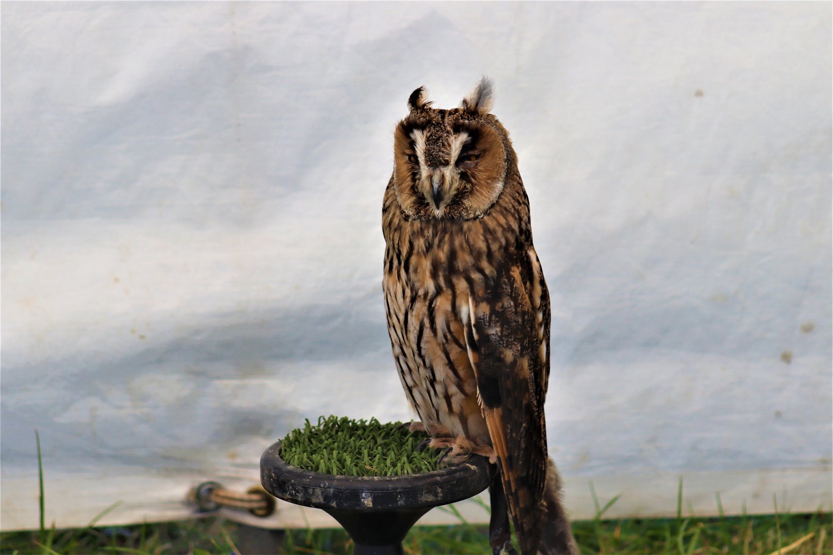 Long-eared Owl