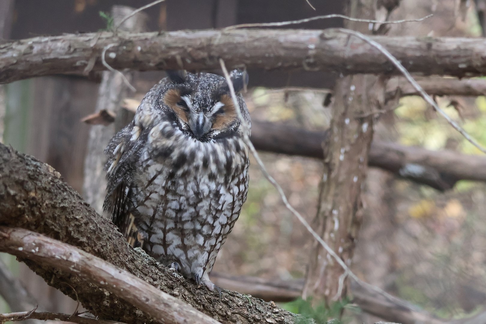 Long Eared Owl
