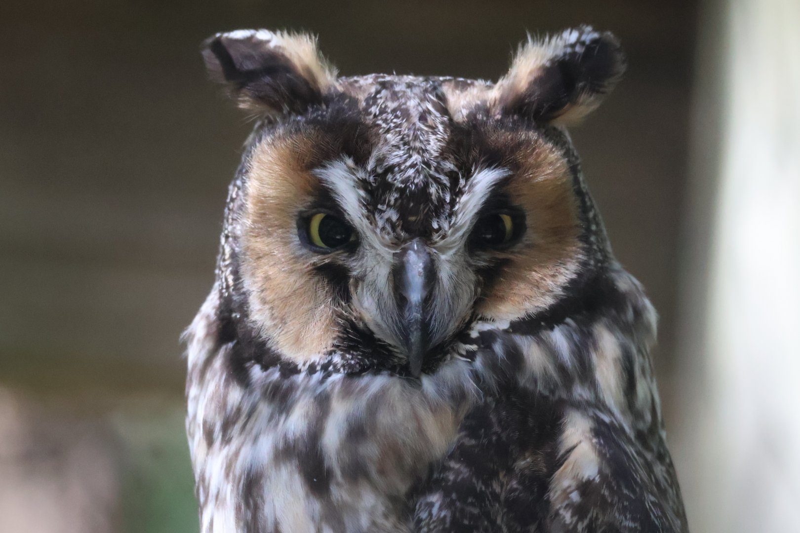 Long Eared Owl