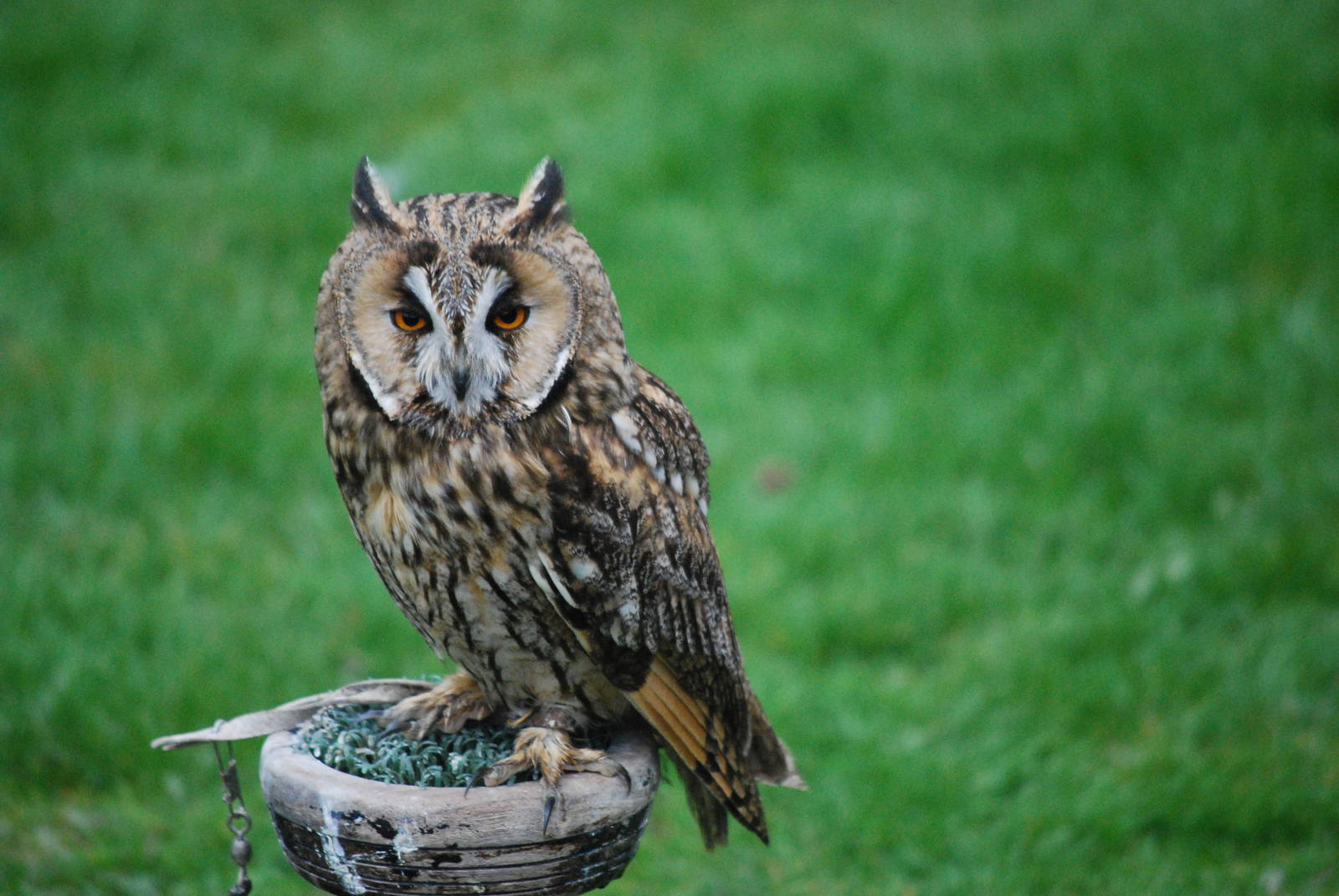 LONG EARED OWL