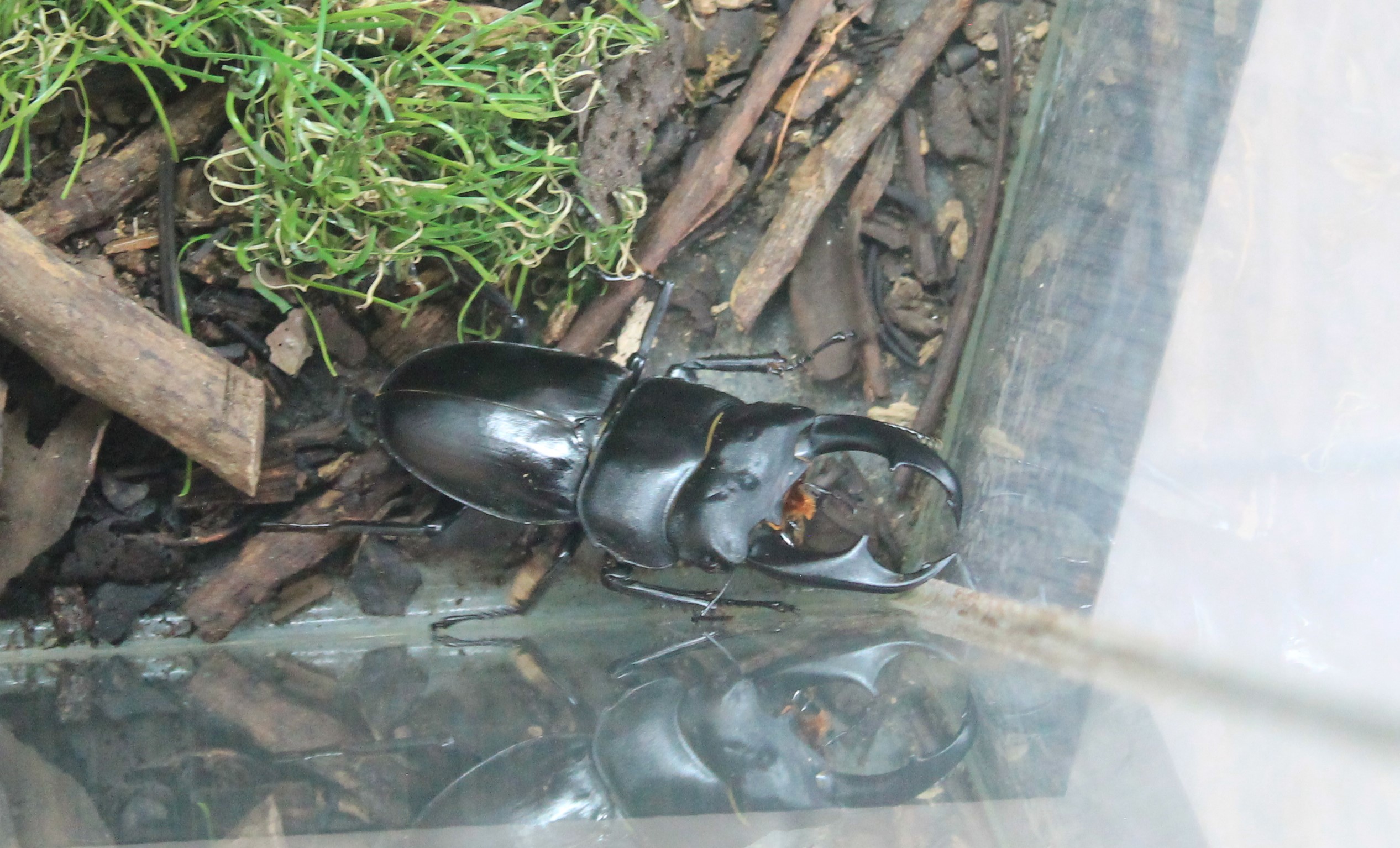 Long-fanged Stag Beetle (Dorcus schenkingi)