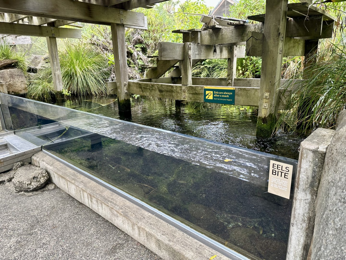 Long-fin Eel Exhibit (The Wetlands)