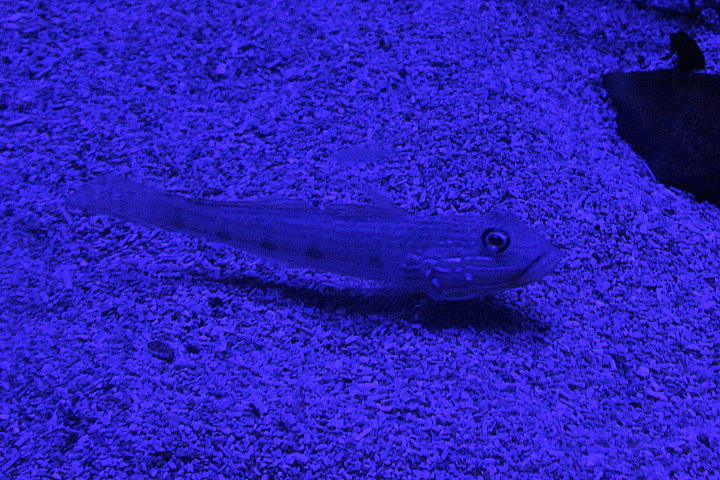 Long-finned goby (Valenciennea longipinnis) - BXSea