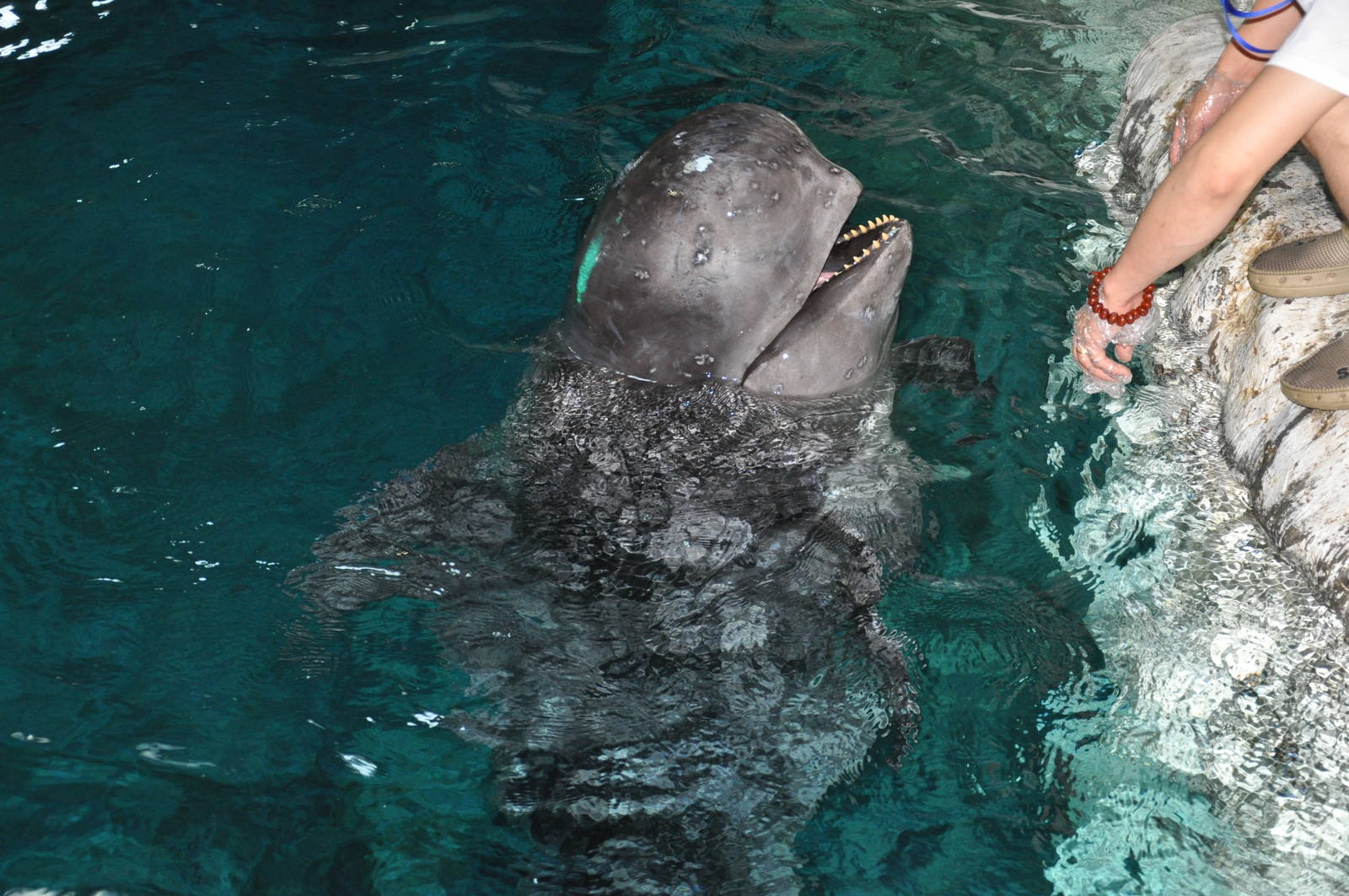 Long-finned pilot whale/ Globicephala melas
