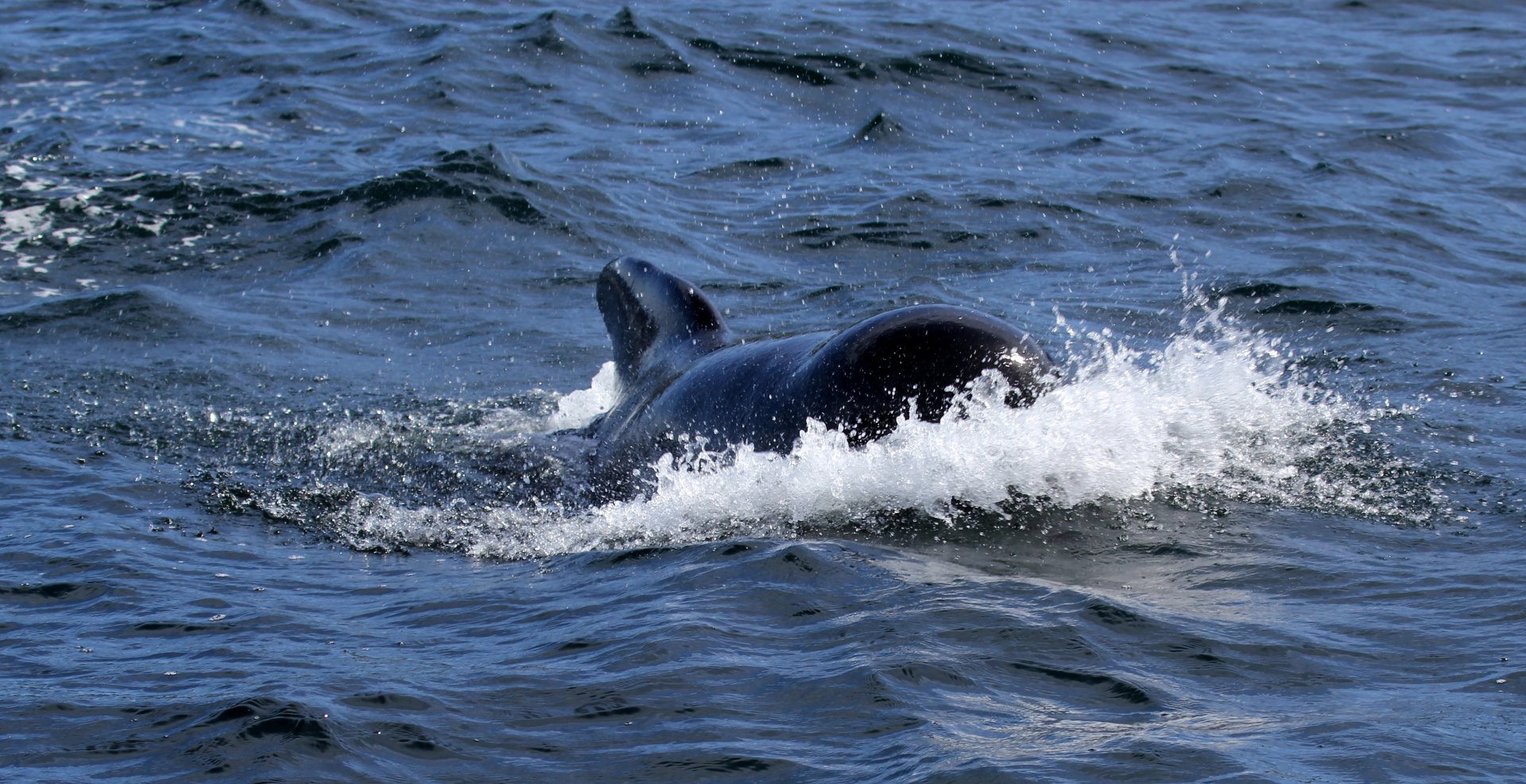 long-finned pilot whale (Globicephala melas)