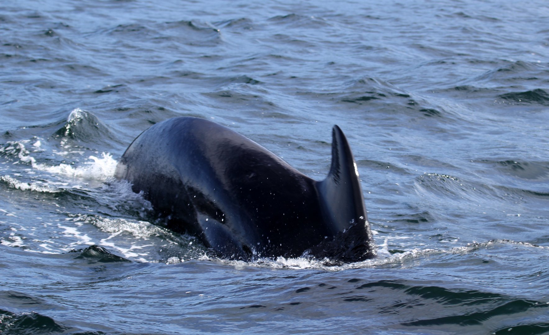 long-finned pilot whale (Globicephala melas)