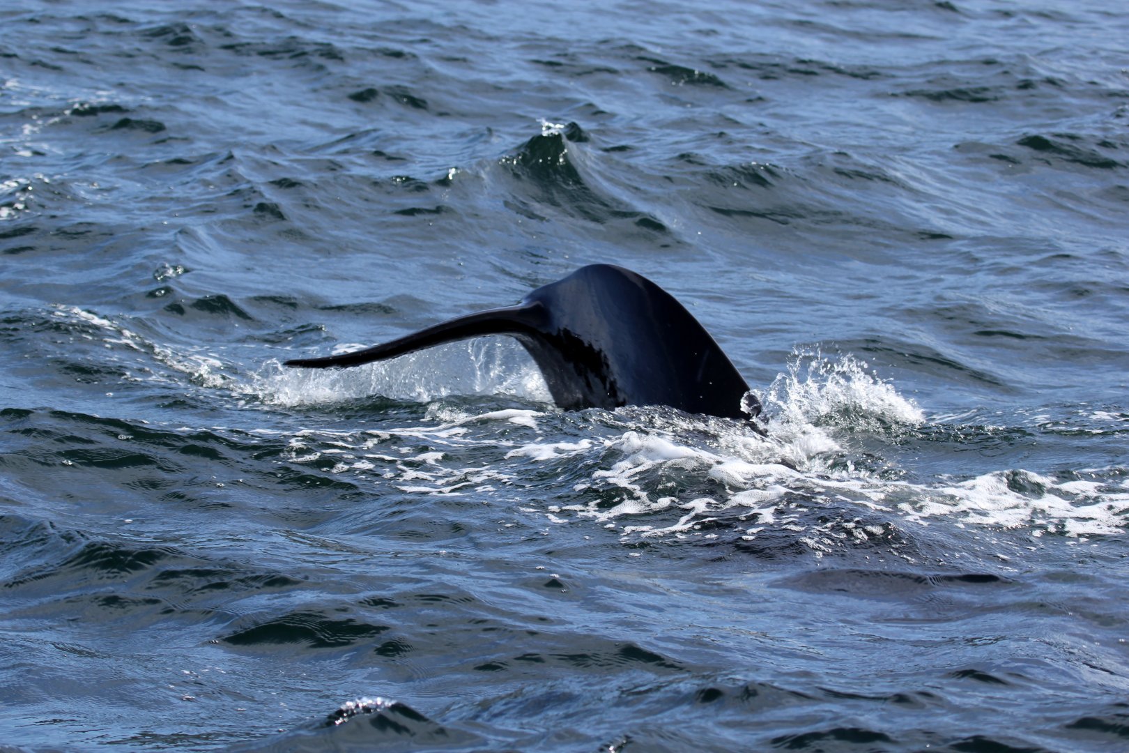 long-finned pilot whale (Globicephala melas)