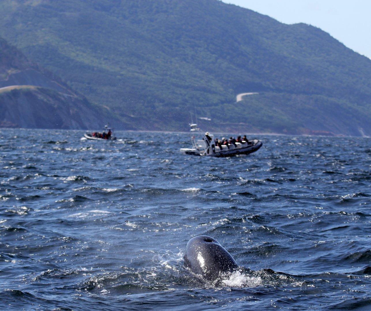 long-finned pilot whale (Globicephala melas)