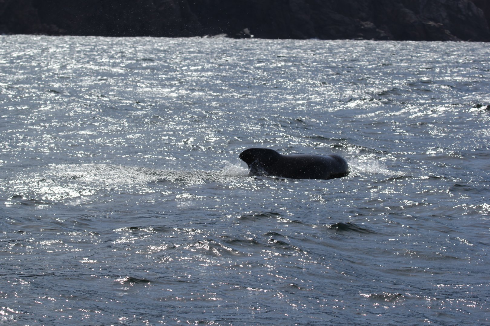 long-finned pilot whale (Globicephala melas)