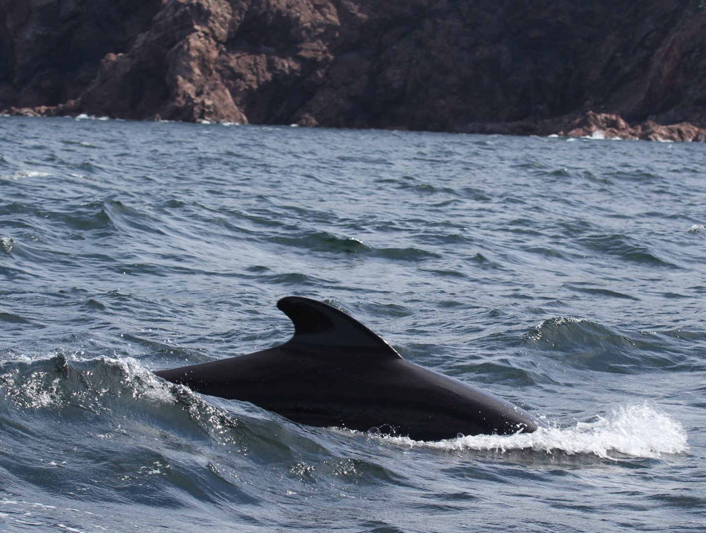 long-finned pilot whale (Globicephala melas)