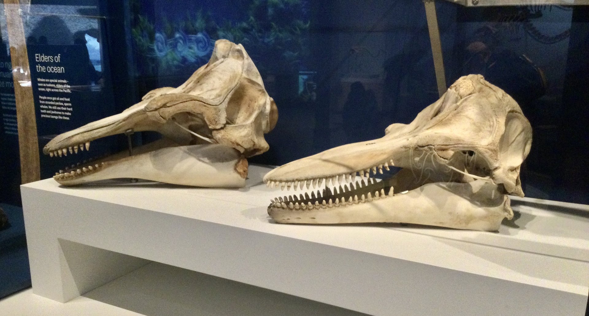 Long-finned pilot whale (l), Bottlenose dolphin (r) skulls, Te Papa Museum