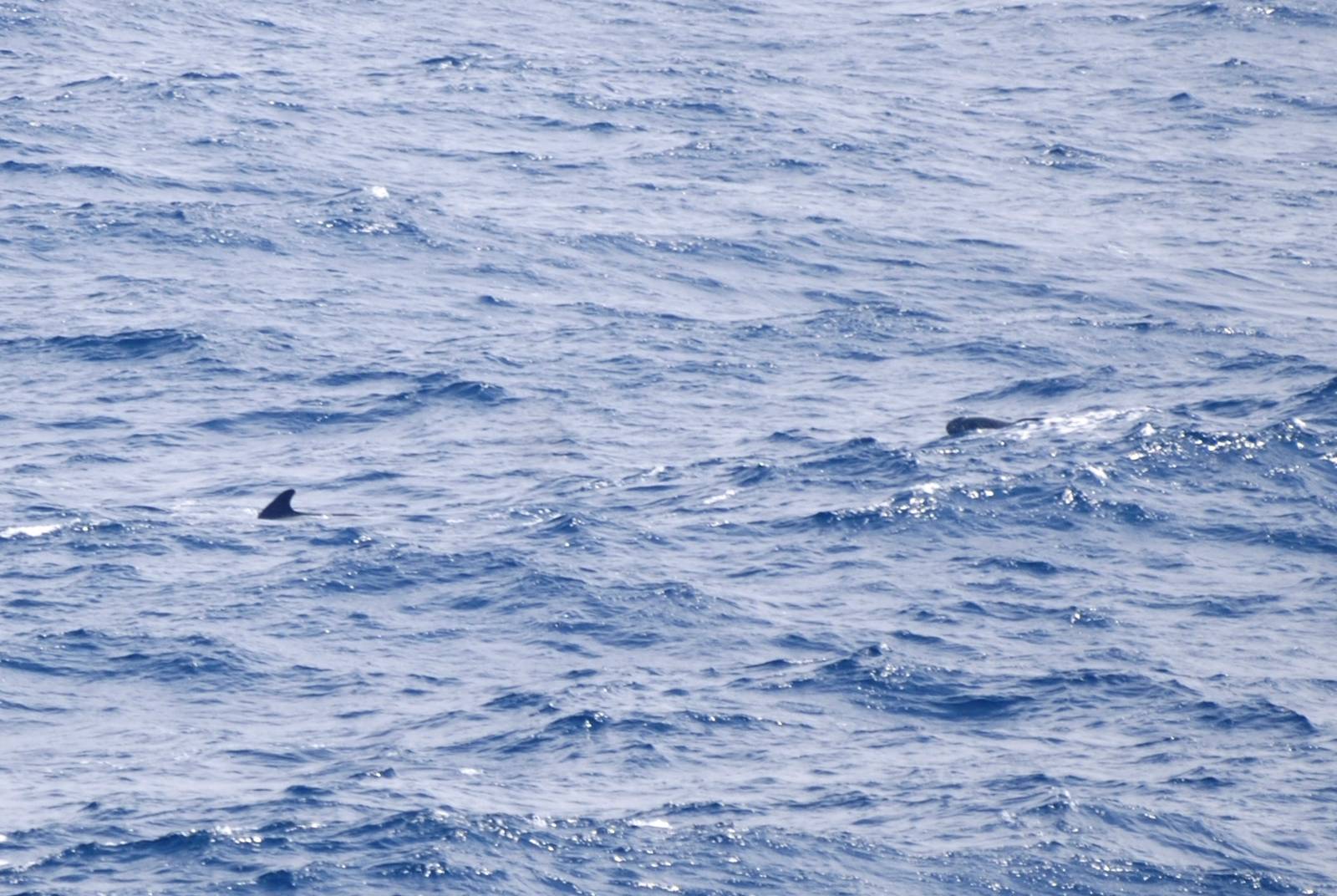 Long-finned Pilot Whales, Bay of Biscay 10/06/15