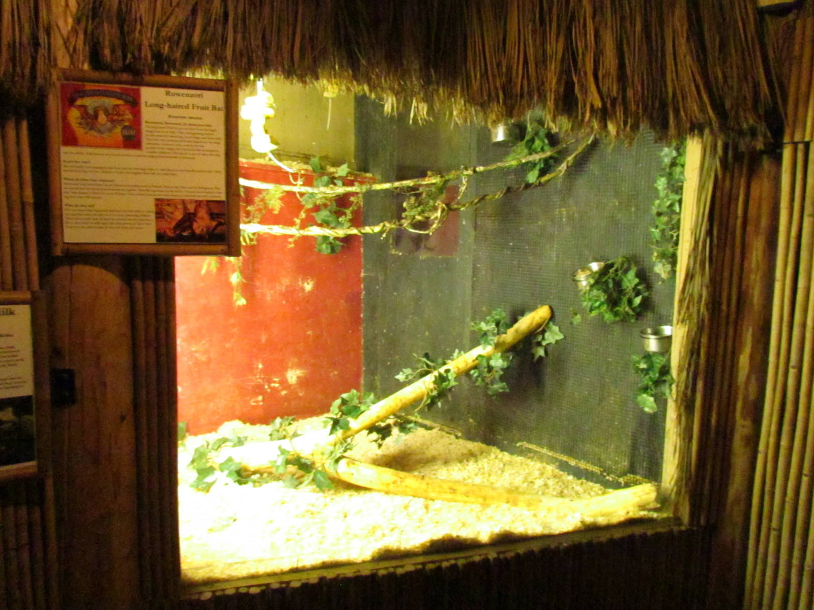 Long-haired Fruit Bat Exhibit