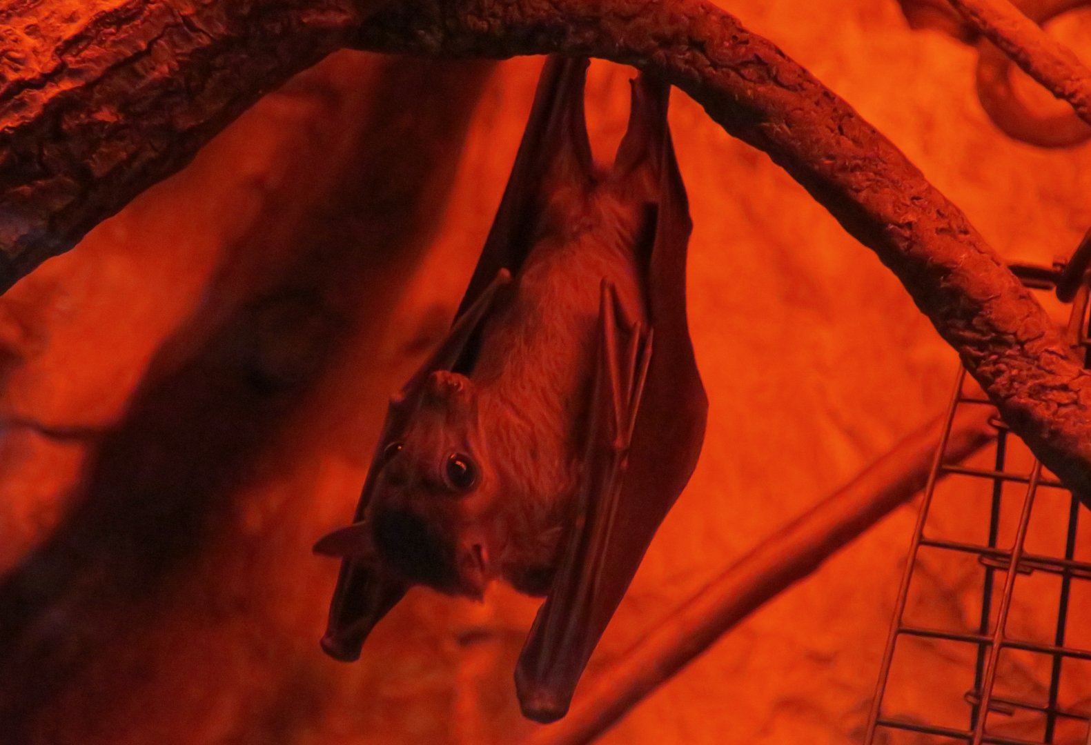 Long-Haired Fruit Bat (Stenonycteris lanosus)