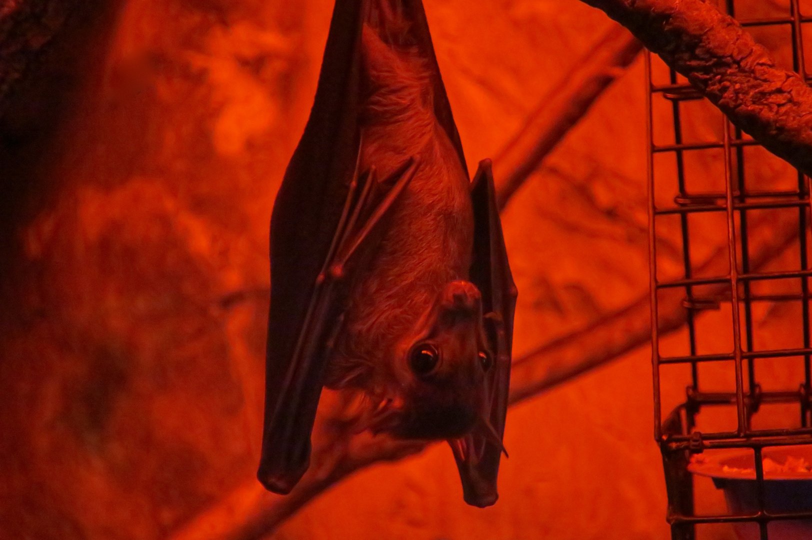 Long-Haired Fruit Bat (Stenonycteris lanosus)