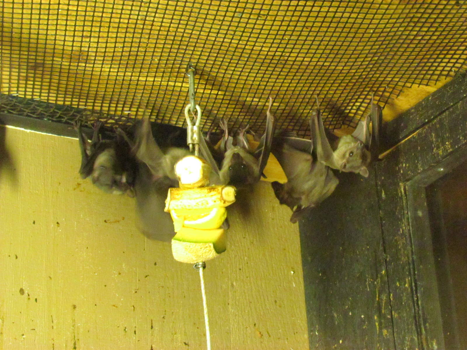 Long-haired Fruit-Bat