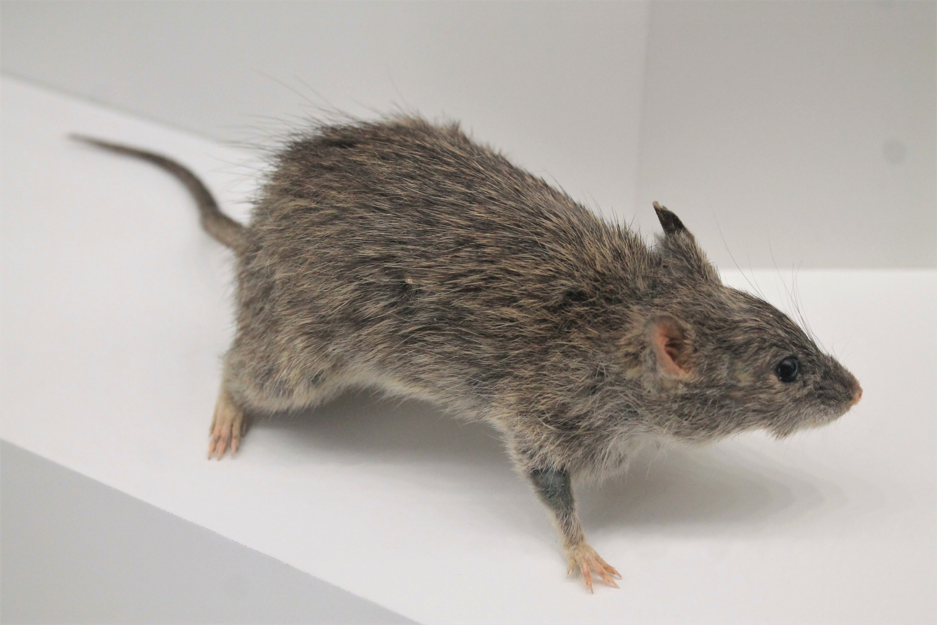 Long-haired Rat (Rattus villosissimus)