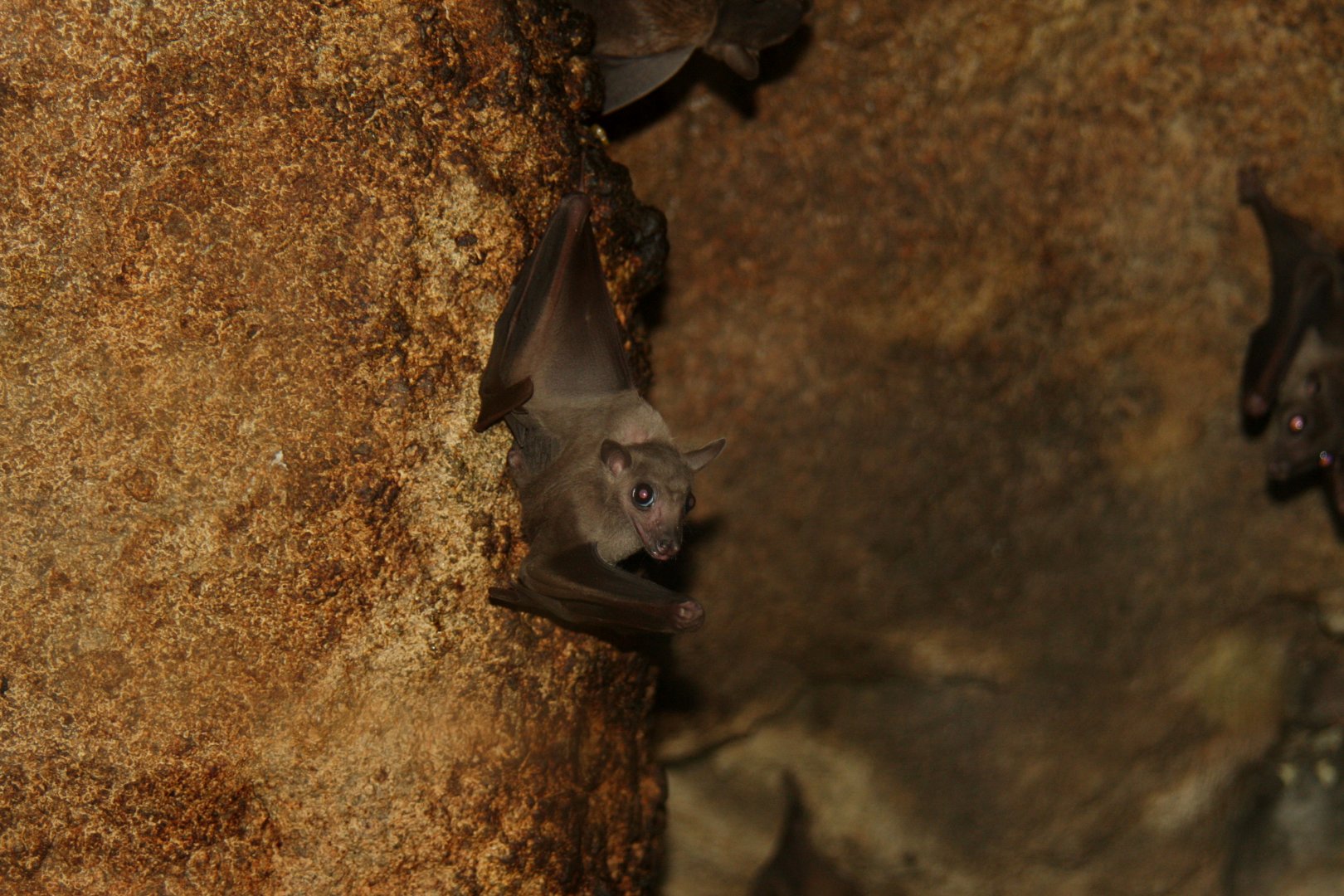 long-haired rousette (Rousettus lanosus) 2010
