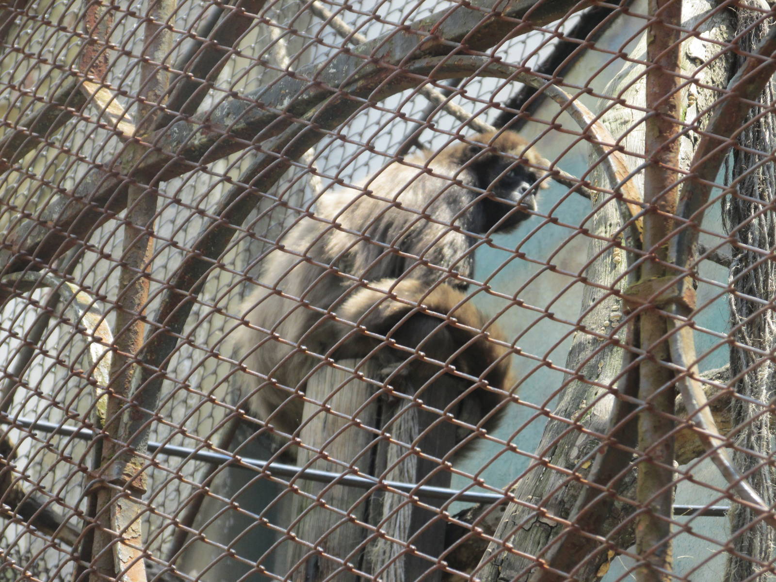 long haired spider monkey BA zoo