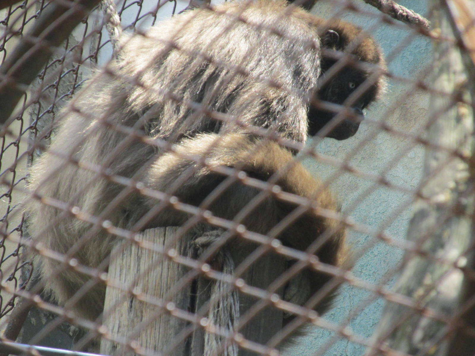 long haired spider monkey BA zoo