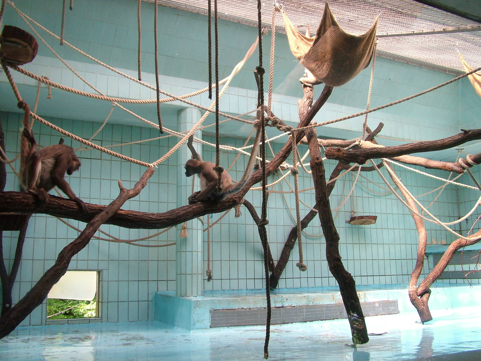 Long-haired Spider Monkey Indoor Exhibit at Frankfurt 31/08/10