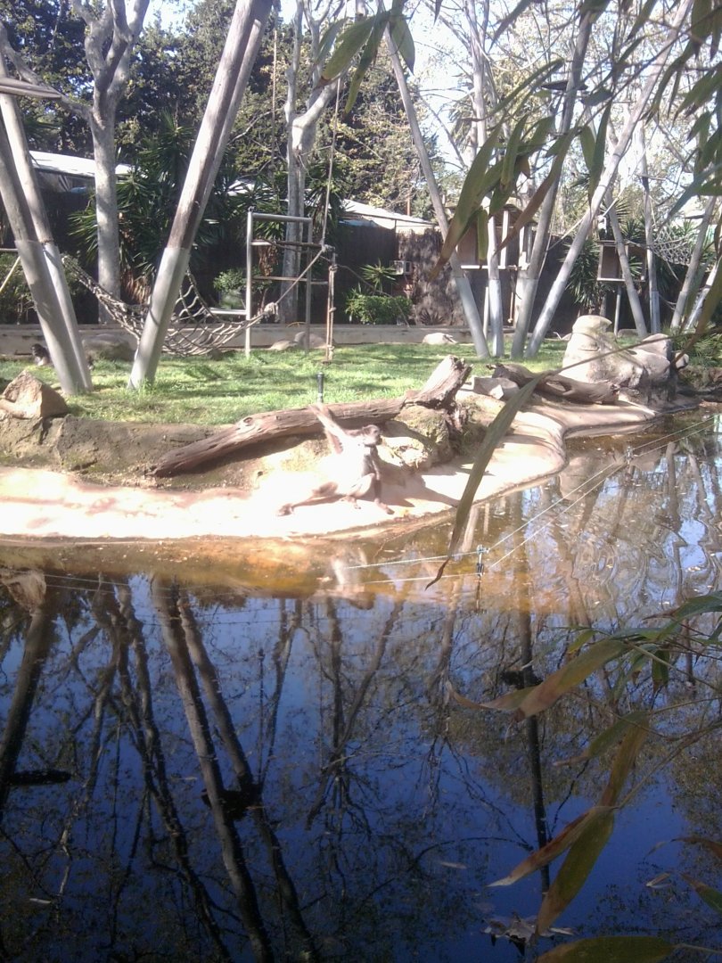 Long-haired spider monkey